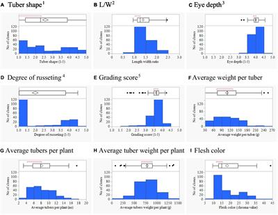 Genomic regions associated with tuber traits in tetraploid potatoes and identification of superior clones for breeding purposes